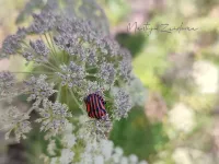 Pyjamaschildwants [Graphosoma italicum]
